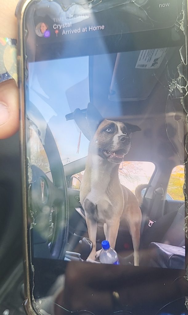 Lulu, lost dog, HuskyGerman shepherd