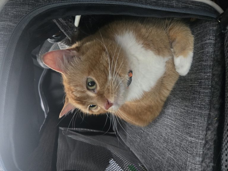 Pumpkin, lost cat, American shorthair