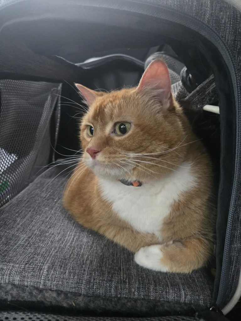 Pumpkin, lost cat, American shorthair