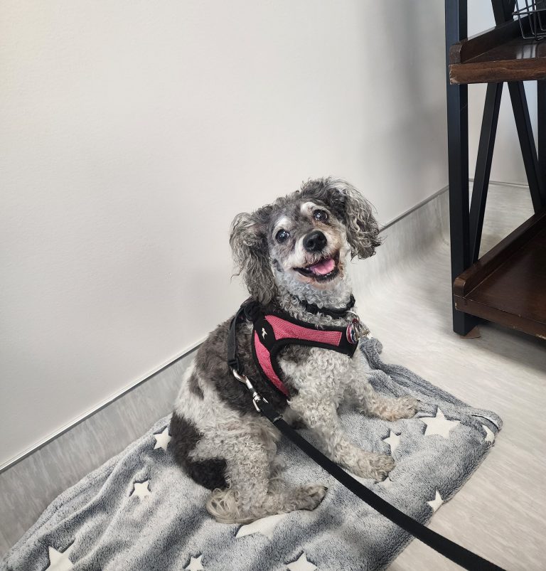 Candie  Cane, lost dog, Poodle mix