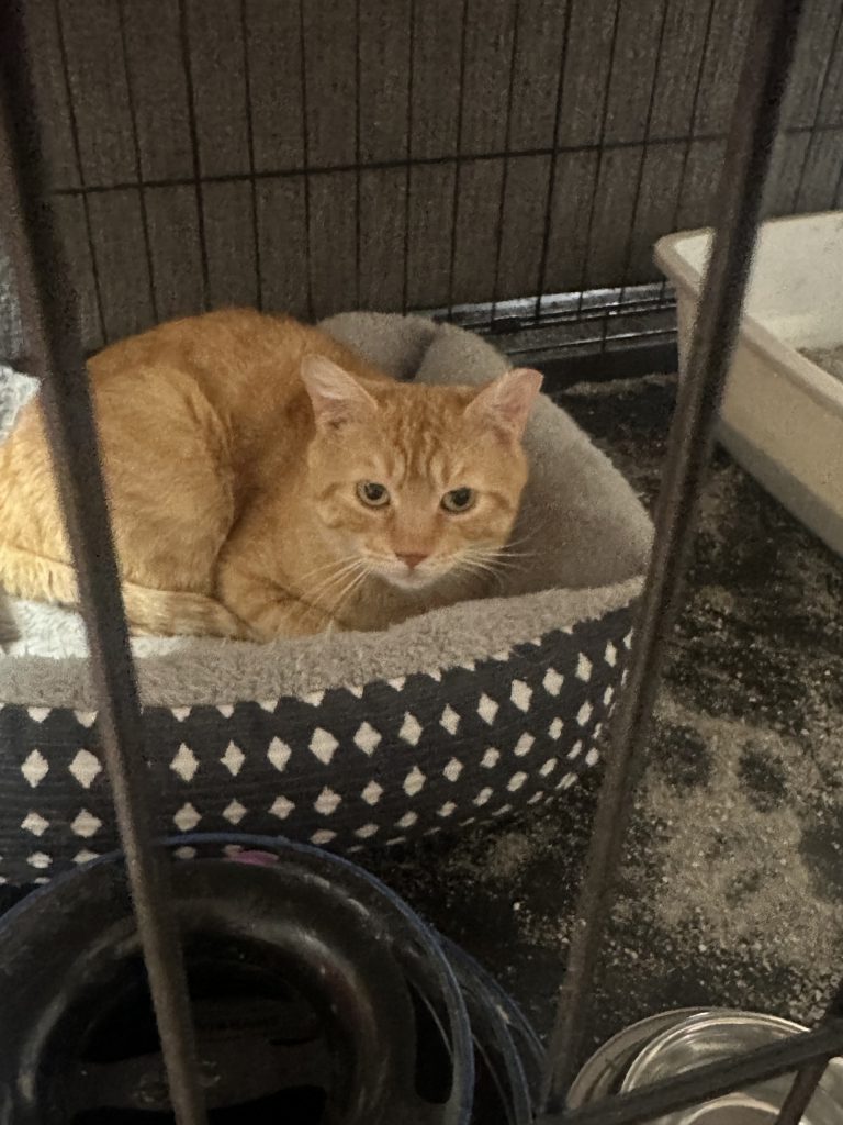 Cheeto, lost cat, Domestic shorthair