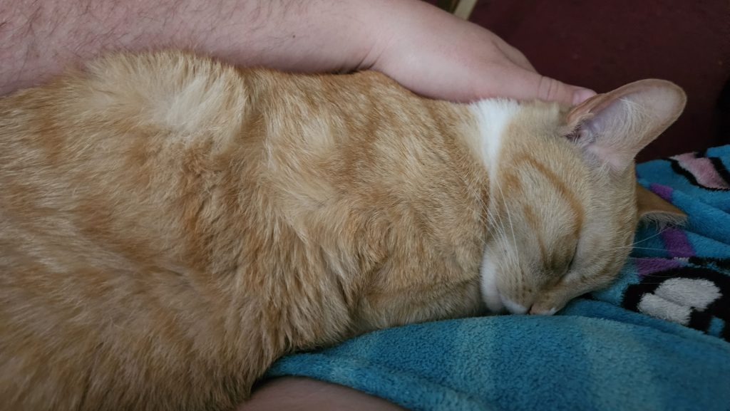 Rusty, lost cat, Domestic shorthair