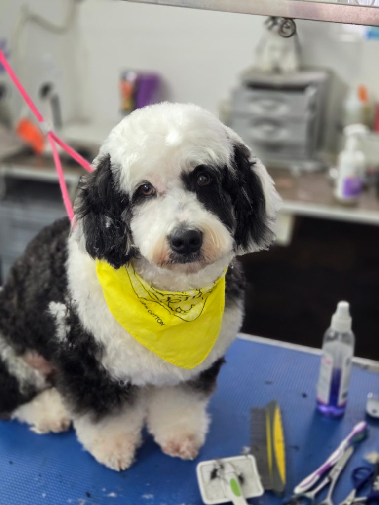 Oreo, lost dog, Maltese