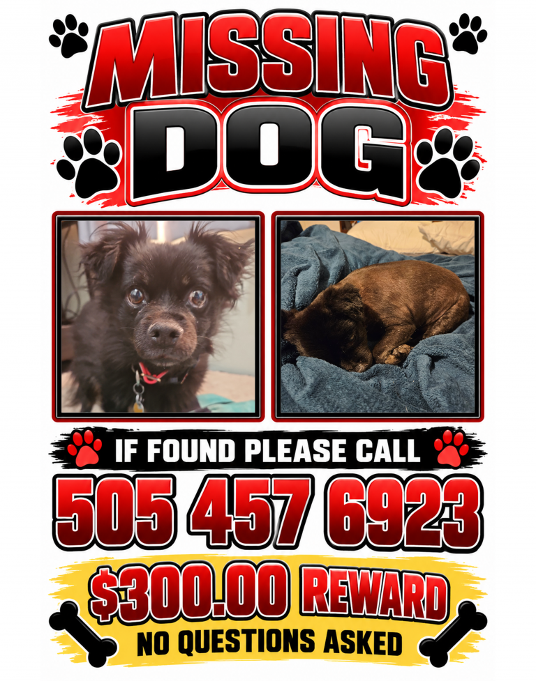 PoePoe, lost dog, Pomeranian/chihuahua