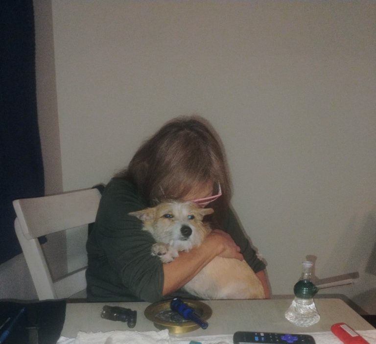 Weddo, lost dog, Terrier