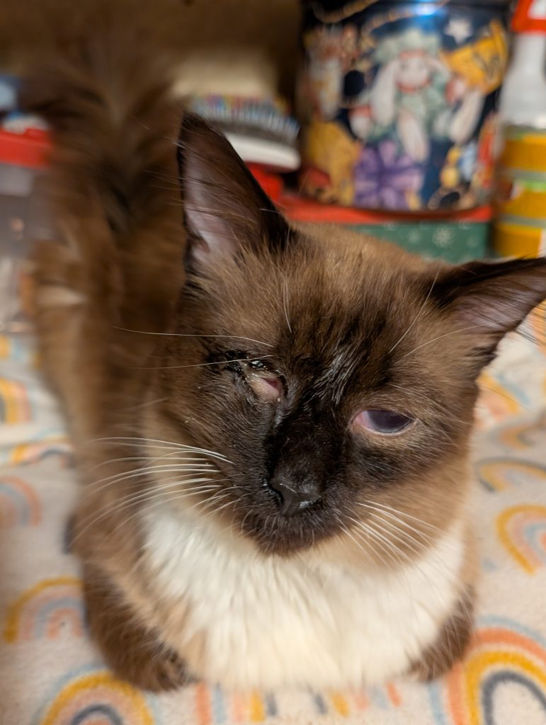Sasha, lost cat, Siamese