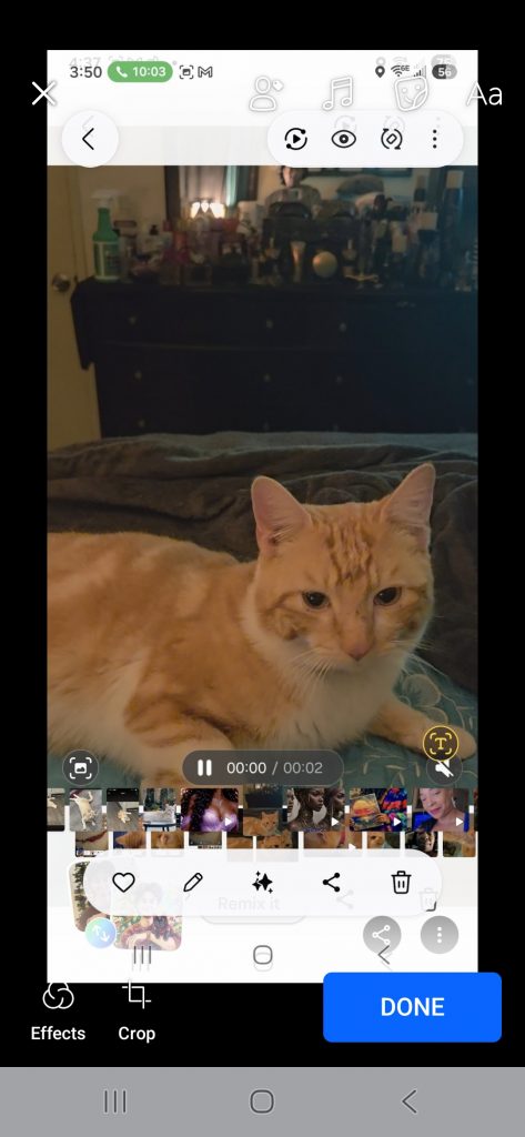 Goldie, lost cat, Domestic