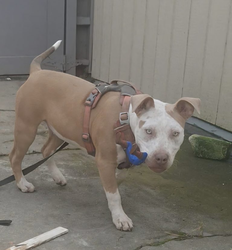 Nala, lost dog, Pitbull