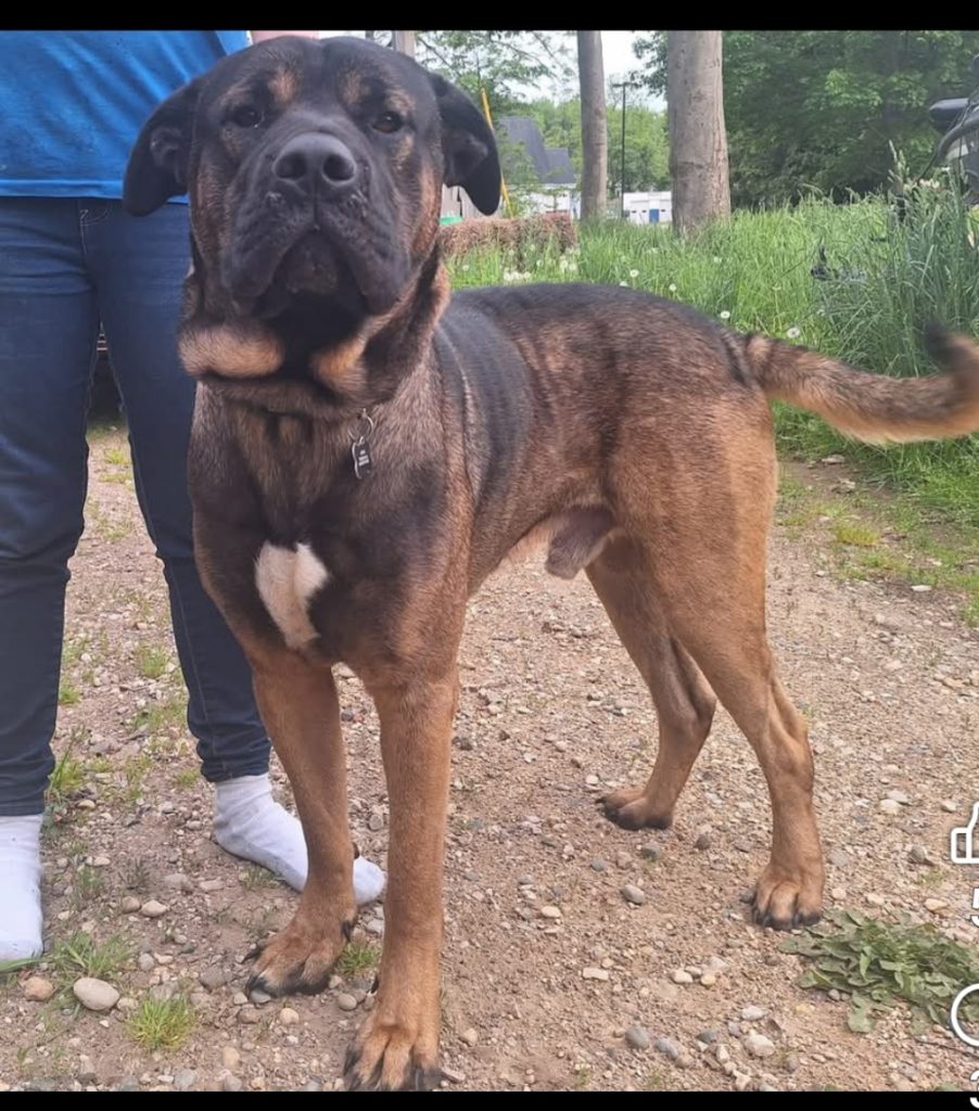 Atias, lost dog, Cane corso/akita