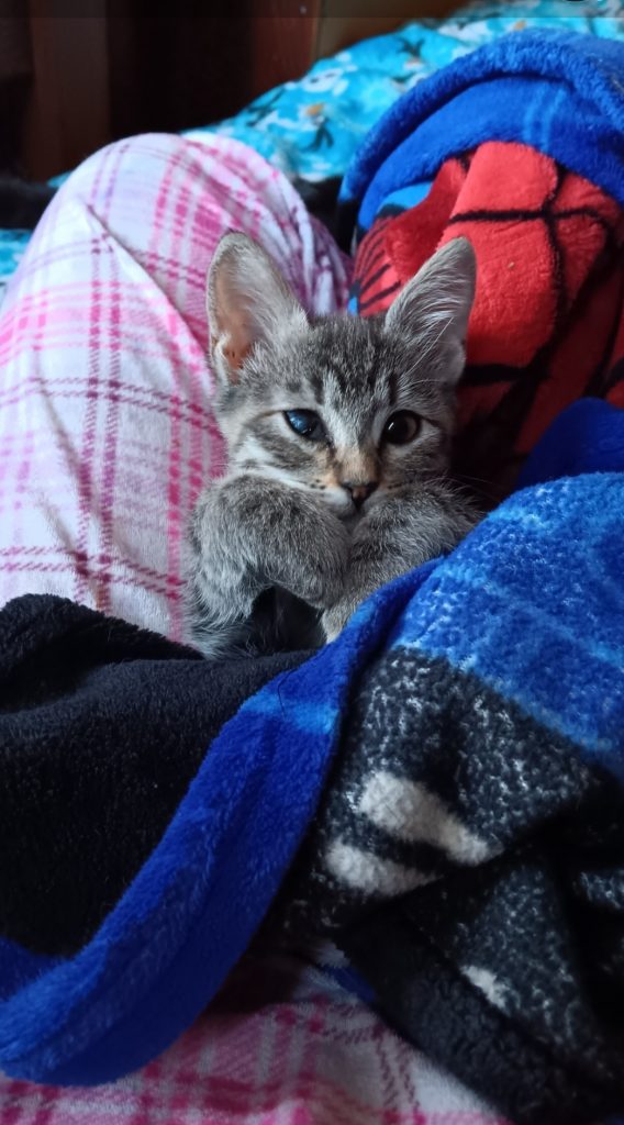 Mia, lost cat, Tabby