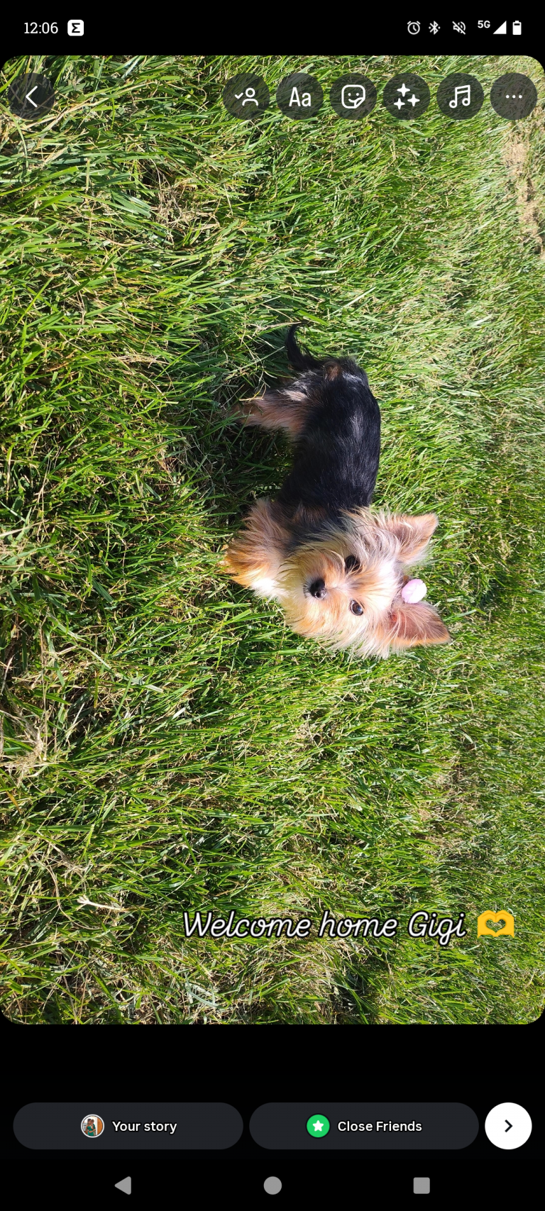 Ginger Alice Rivera, lost dog, Yorkshire