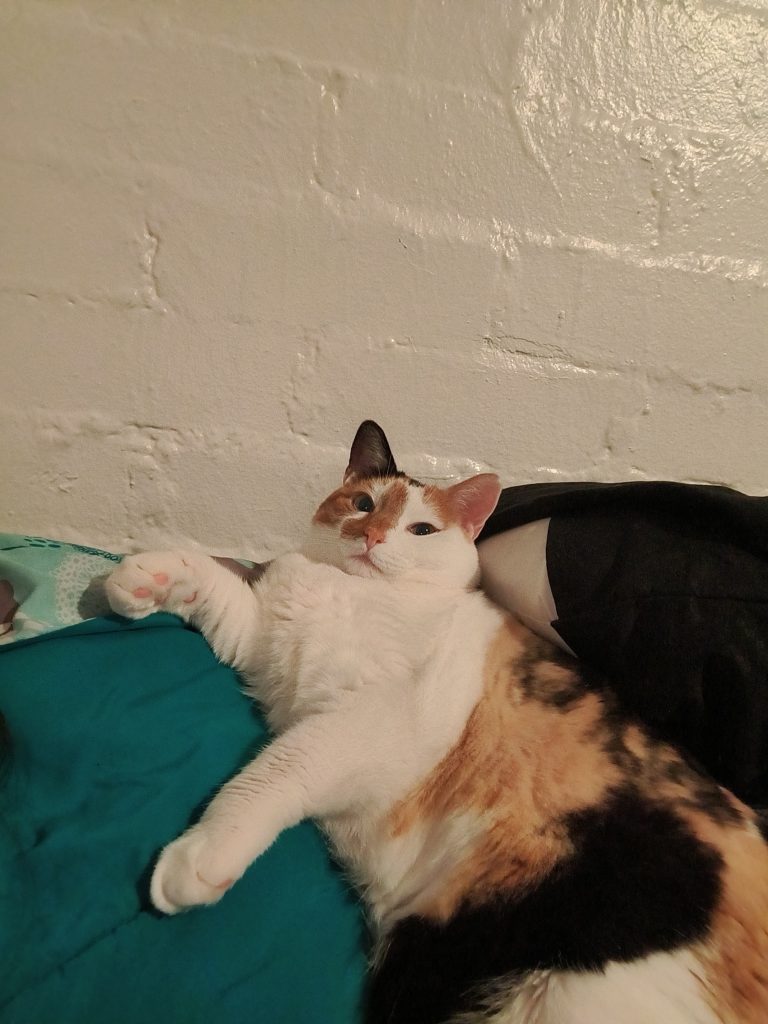 Choncha, lost cat, Calico long shirt domestic