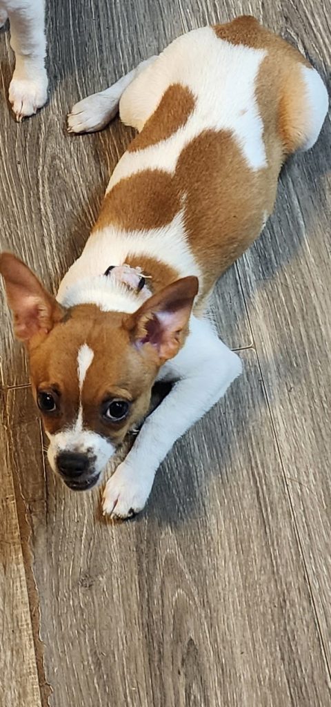 Cricket, lost dog, Rat terrier chihuahua mix