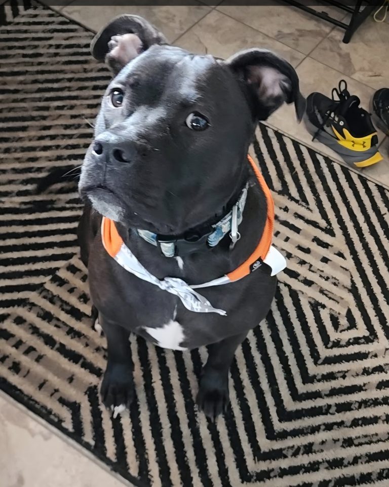 Zeus, lost dog, Pit mix