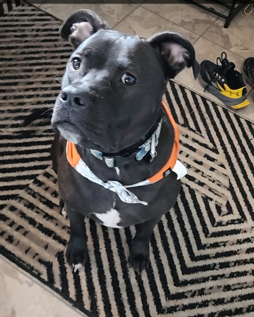 Zeus, lost dog, Pit mix