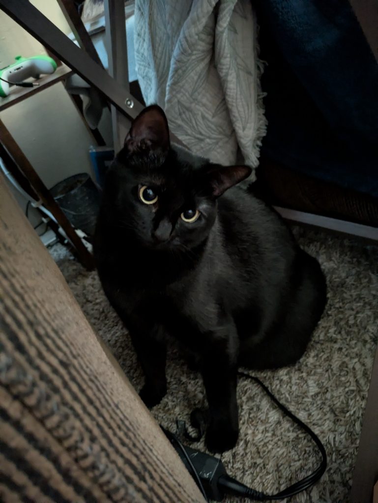 Luna, lost cat, Short hair