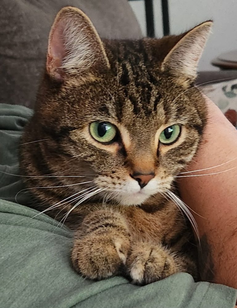 Tootie, lost cat, Tabby