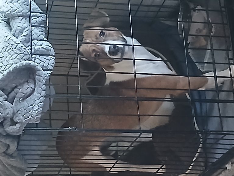 Lilo, lost dog, Jack russell terrier