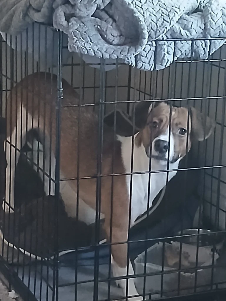 Lilo, lost dog, Jack russell terrier