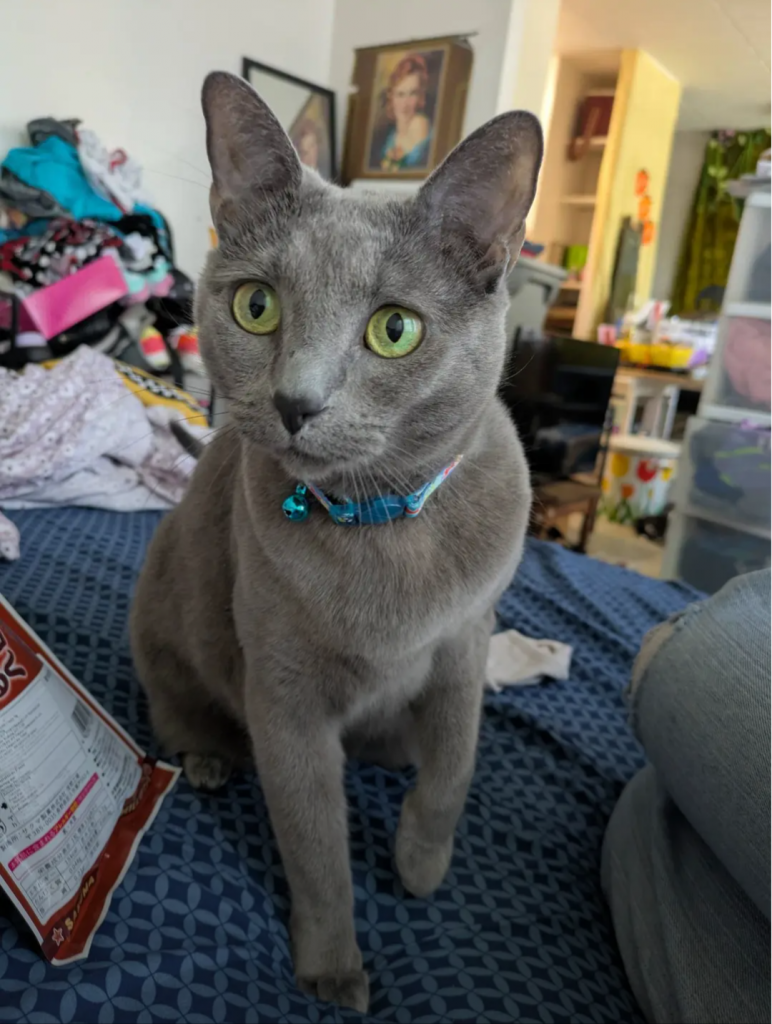 Jazz, lost cat, russiian blue