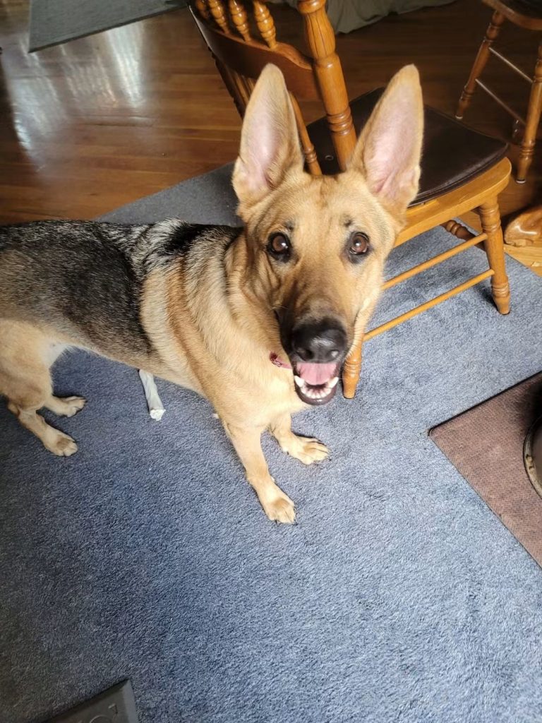 Myra, lost dog, German Shepherd
