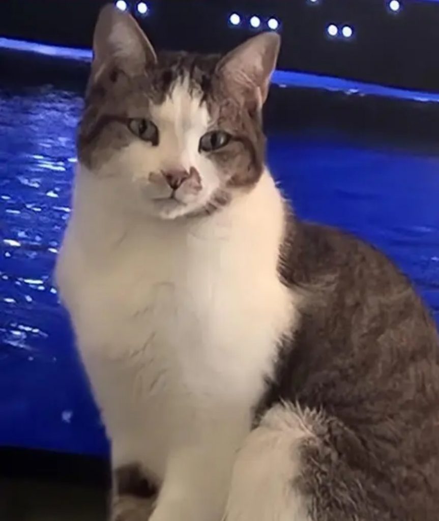 Tabitha Rosa, lost cat, Dsh
