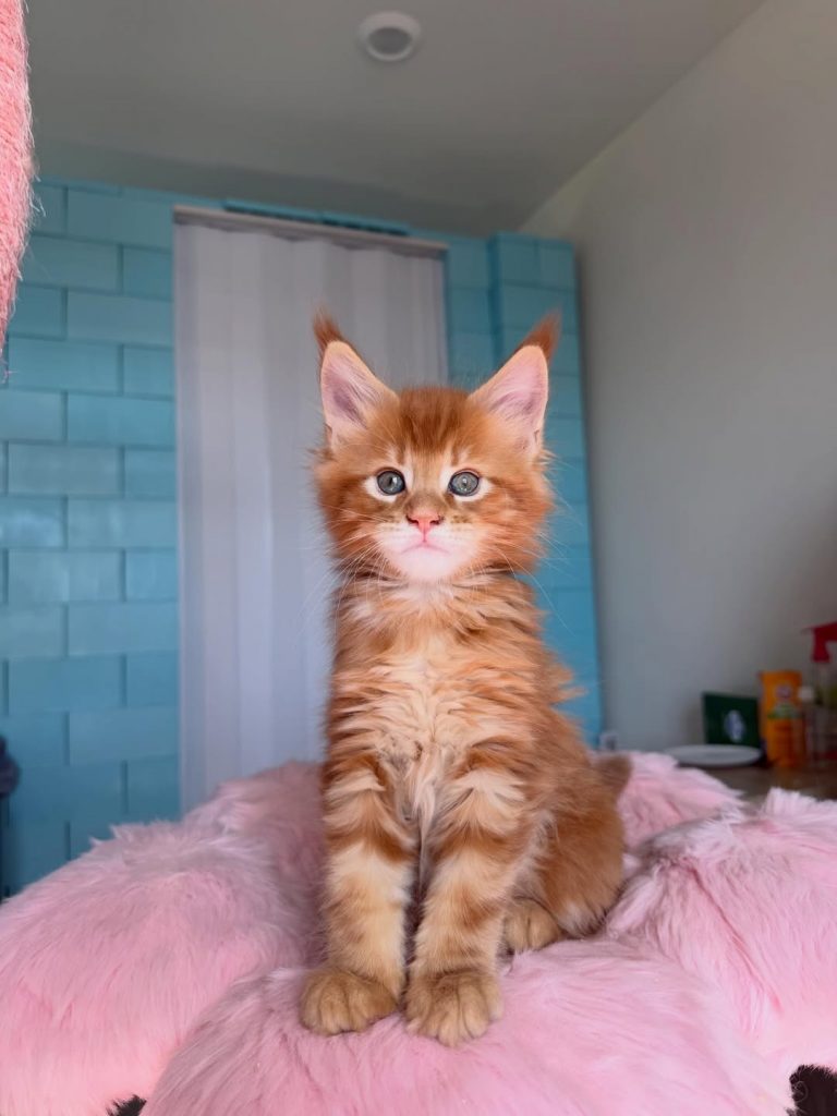 Luna, lost cat, Mainecoon