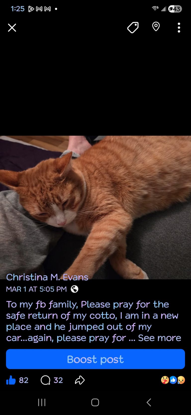Cottoe, lost cat, Short hair