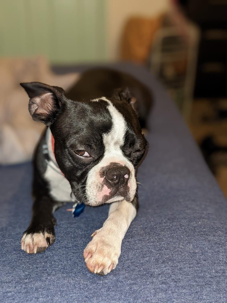Pancho, lost dog, Boston Terrier