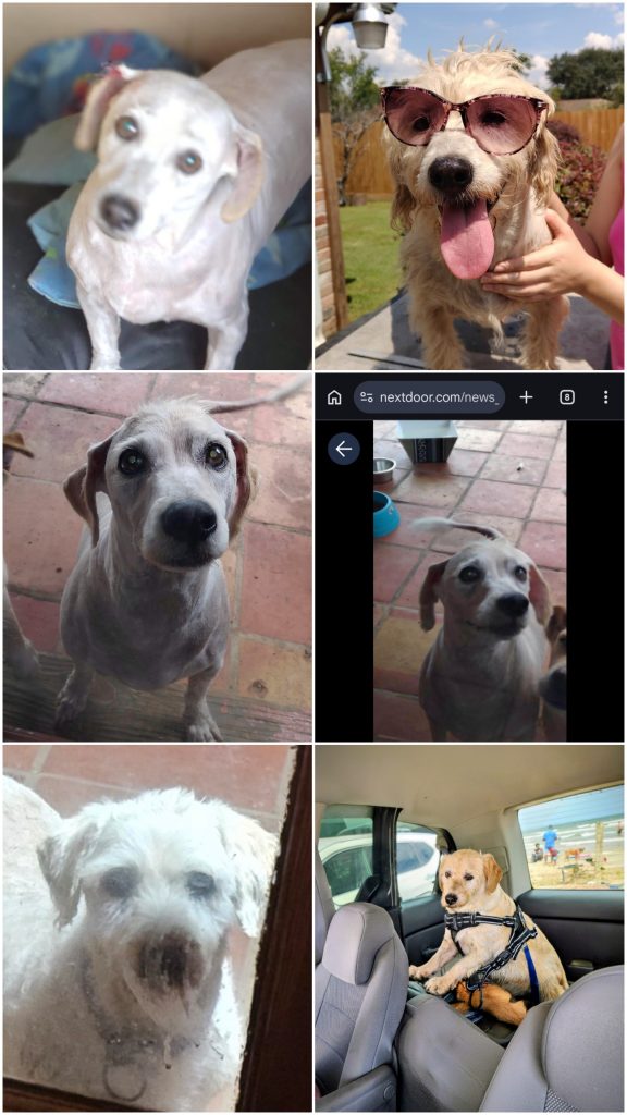 Dodger, lost dog, Terrier hound mix