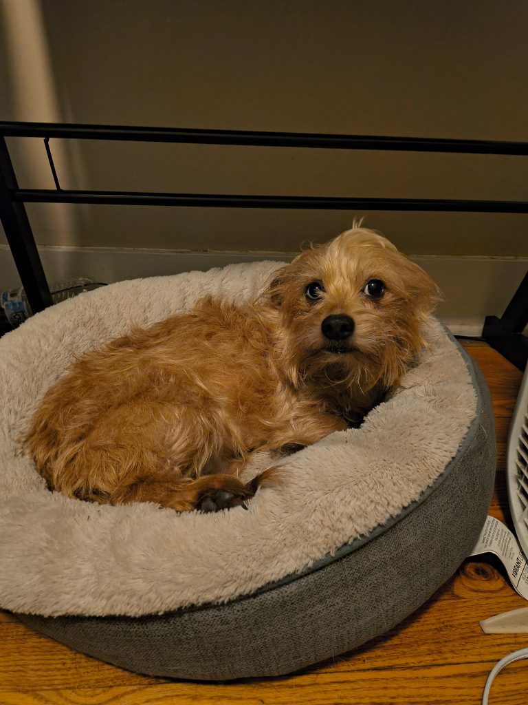 Hubert, lost dog, Yorkshire Terrier