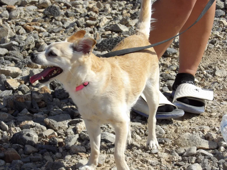 Princess, lost dog, Chihuahua-Jack Russell mix