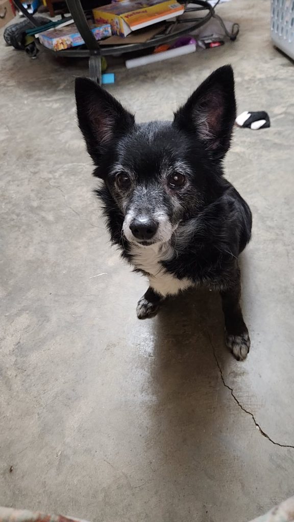 Ziven, lost dog, Pomeranian