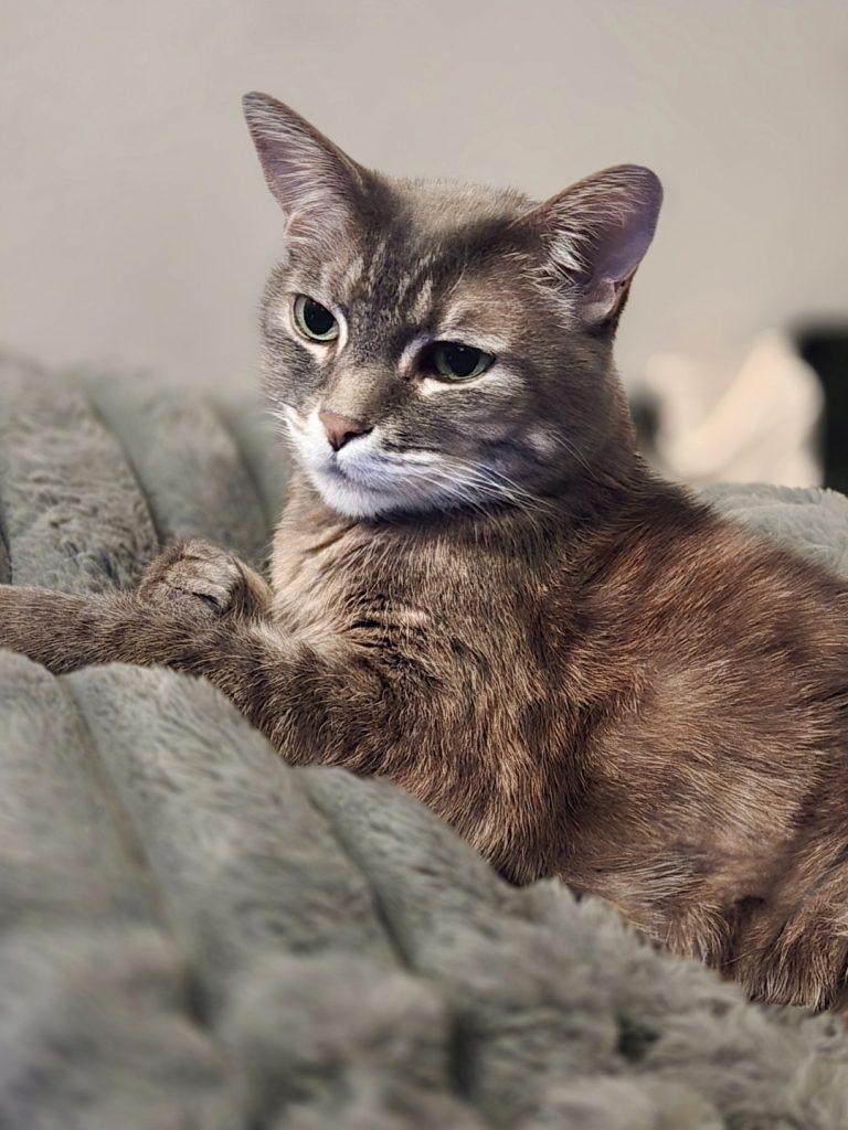 Izzy, lost cat, American ShortHair