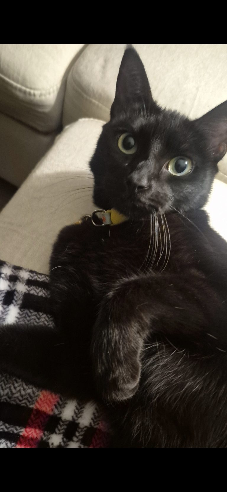 Aria, lost cat, Black