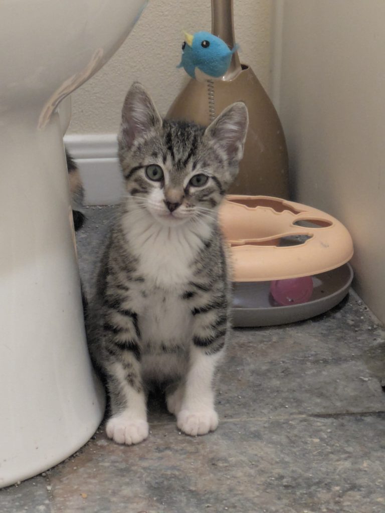 Pepper, lost cat, Gray tabby