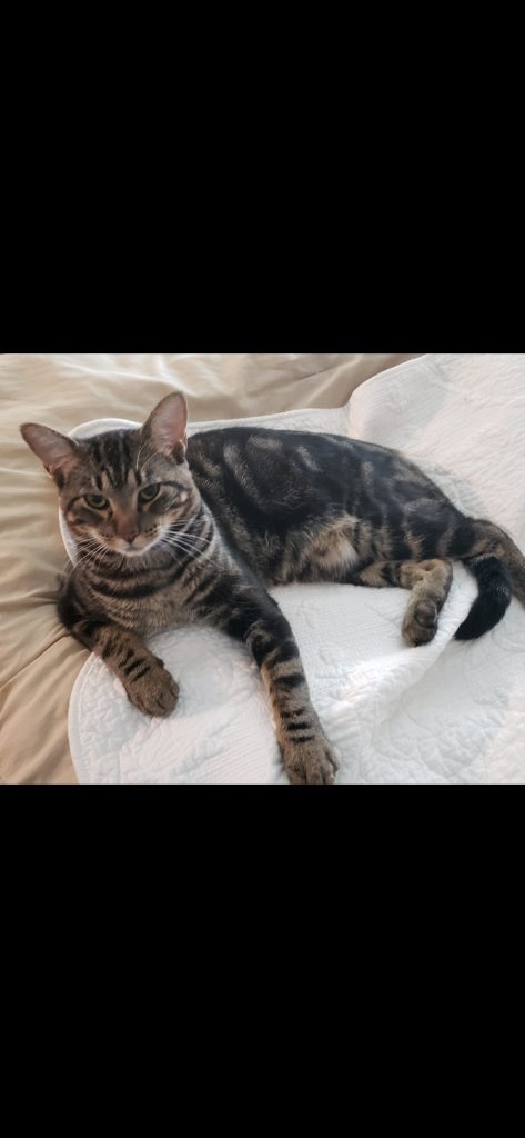 Sam, lost cat, Bengal Forest Tabby