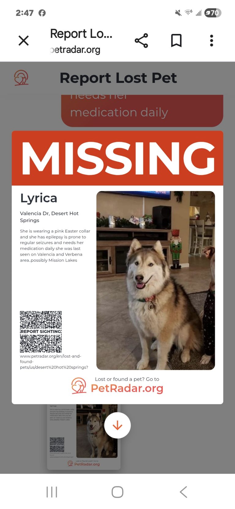 Lyrica, lost dog, Husky
