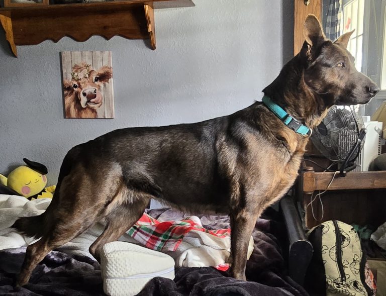 Athena And Rose, lost dog, German shepherd