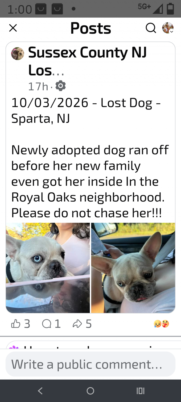 Rosie 10/3/26, lost dog, french bulldog