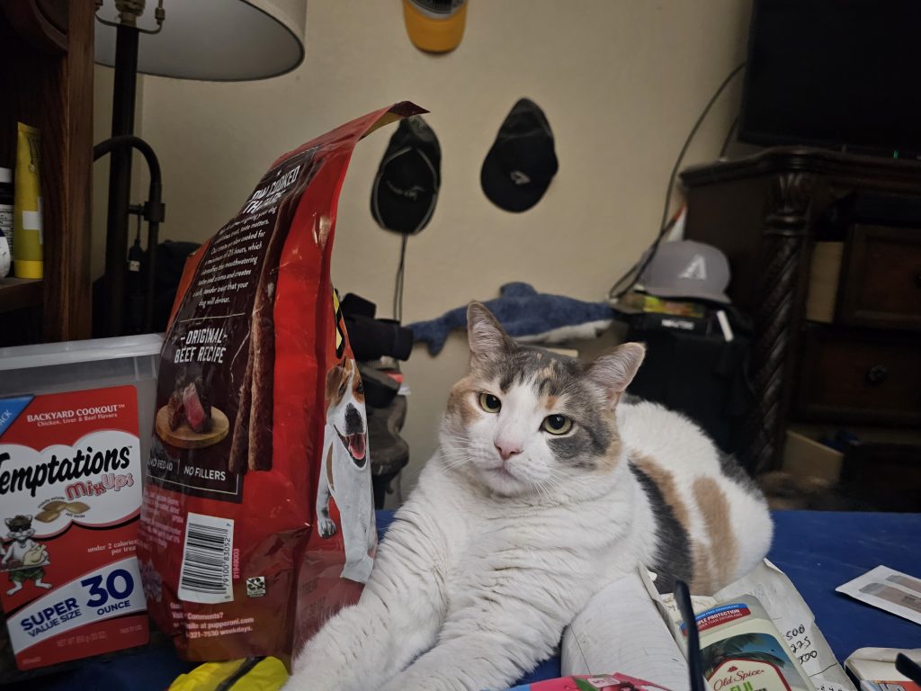 Dak, lost cat, Shorthair
