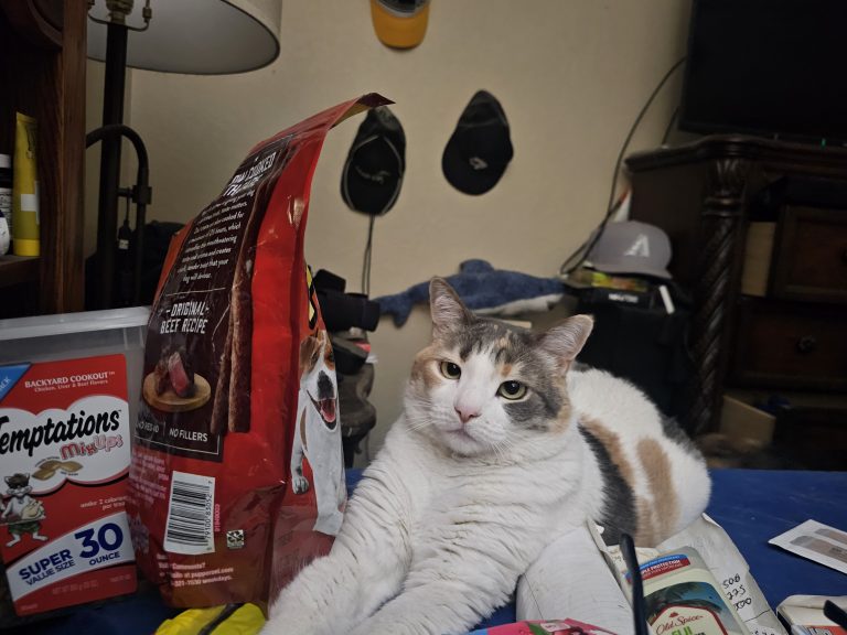 Dak, lost cat, Shorthair