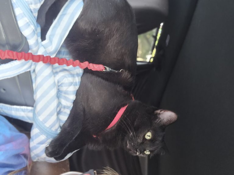 Mickey, lost cat, Domestic shorthair