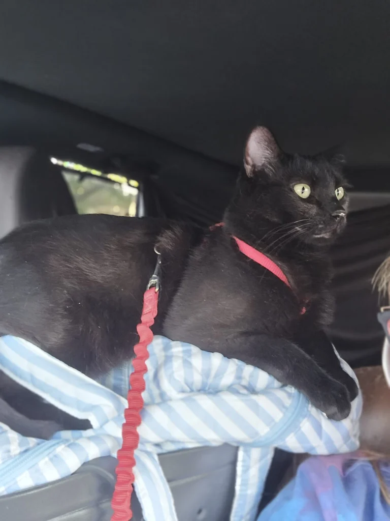 Mickey, lost cat, Domestic shorthair
