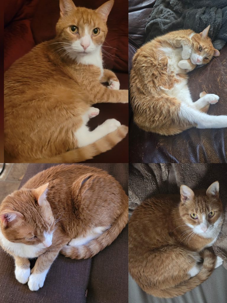 Willard, lost cat, Shorthair