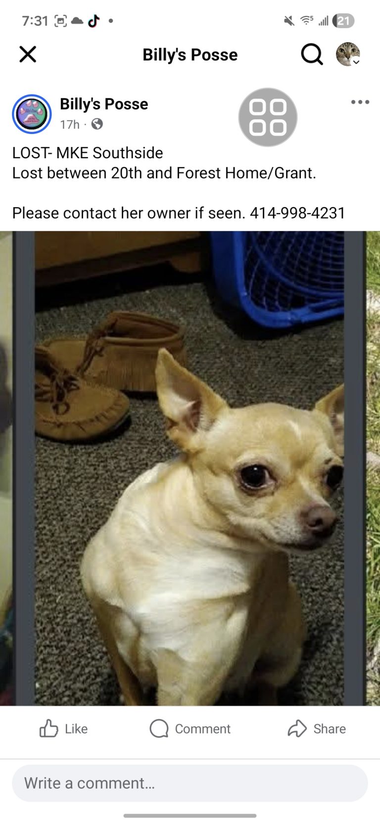 Princess, lost dog, Chihuahua