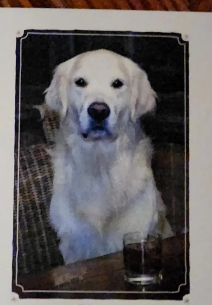 Baxter, lost dog, Golden retriever