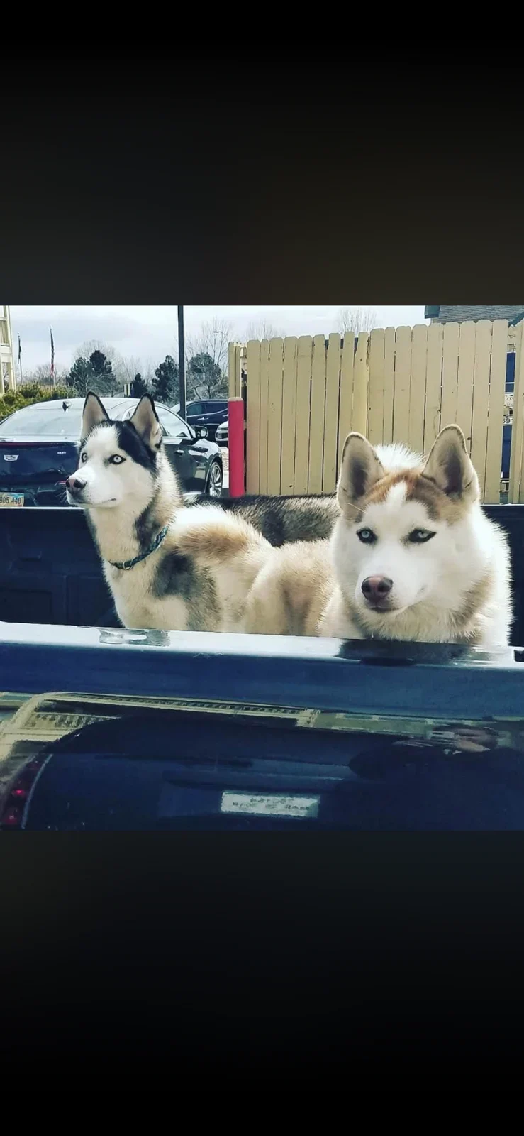Diesel And Kimber, lost dog, Husky
