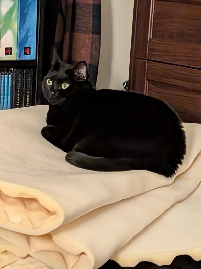 Polly, lost cat, Black cat