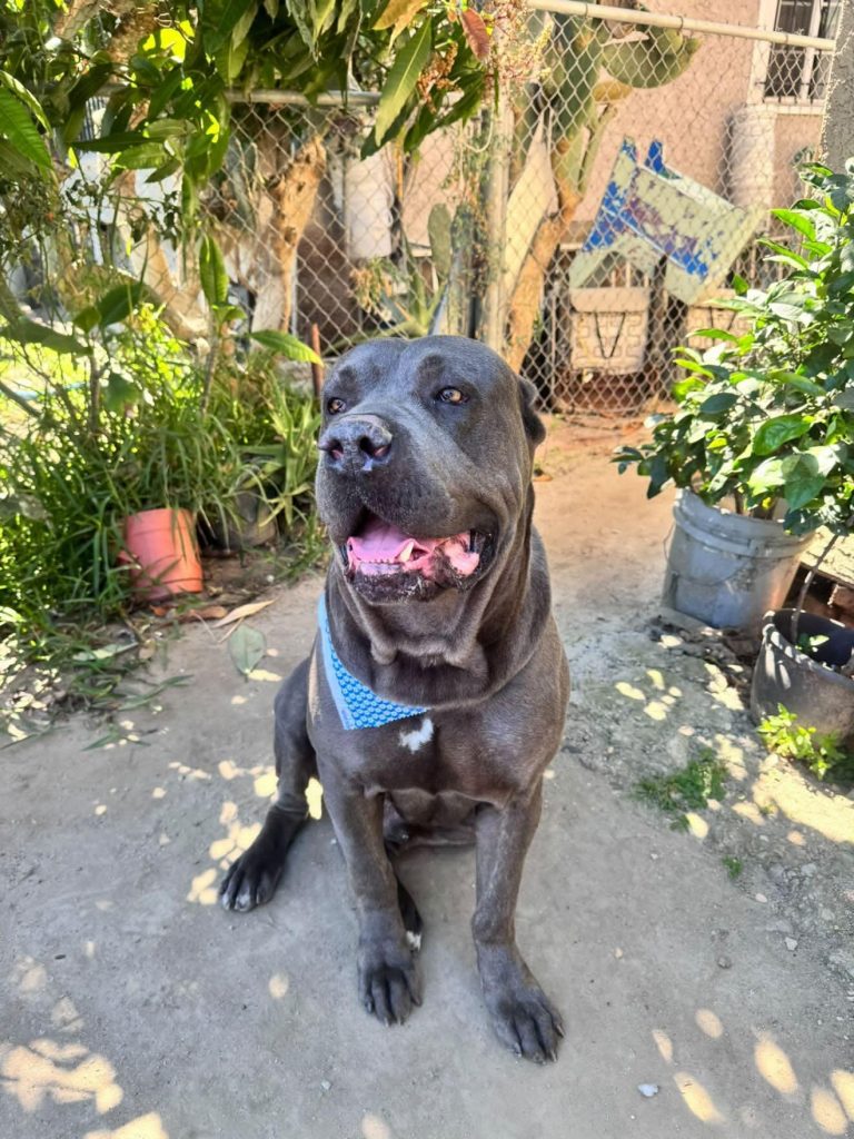 T-bone, lost dog, Cane corso